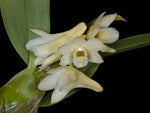 Carica l'immagine nel visualizzatore Galleria, Dendrobium lamellatum
