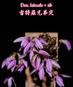 Carica l'immagine nel visualizzatore Galleria, Dendrobium laterale