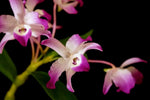 Carica l'immagine nel visualizzatore Galleria, Dendrobium linawianum