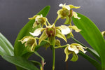 Carica l'immagine nel visualizzatore Galleria, Dendrobium macrophyllum x atroviolaceum