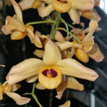 Carica l'immagine nel visualizzatore Galleria, Dendrobium moschatum