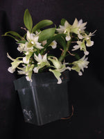 Carica l'immagine nel visualizzatore Galleria, Dendrobium oligophyllum