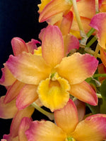Carica l'immagine nel visualizzatore Galleria, Dendrobium Oriental Smile