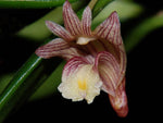 Carica l'immagine nel visualizzatore Galleria, Dendrobium pachyphyllum