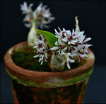 Carica l'immagine nel visualizzatore Galleria, Dendrobium peguanum