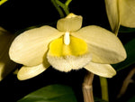 Carica l'immagine nel visualizzatore Galleria, Dendrobium pulchellum var. alba