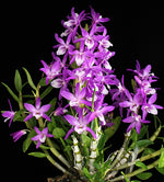 Carica l'immagine nel visualizzatore Galleria, Dendrobium Rainbow Dance
