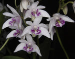 Carica l'immagine nel visualizzatore Galleria, Dendrobium kingianum var. semi alba