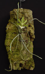 Carica l'immagine nel visualizzatore Galleria, Dendrophylax funalis