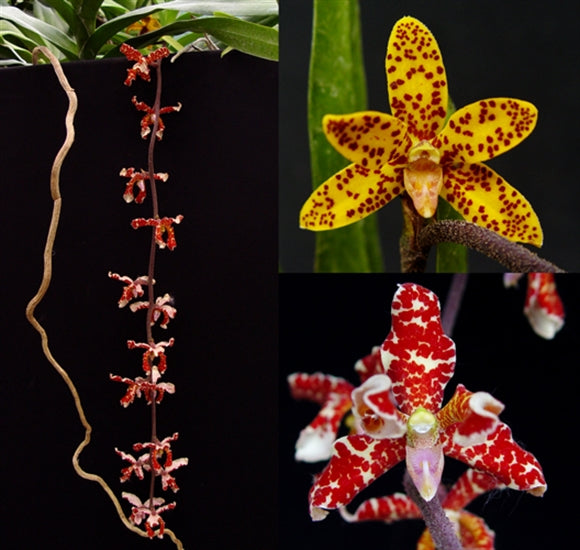Dimorphorchis lowii – Giulio Celandroni Orchidee