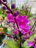 Carica l'immagine nel visualizzatore Galleria, Doritaenopsis Purple Gem 'Amethyst'