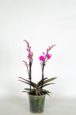 Carica l'immagine nel visualizzatore Galleria, Doritaenopsis Purple Gem 'Amethyst'