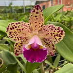 Carica l'immagine nel visualizzatore Galleria, Rhyncholaeliocattleya Durigan 'Gemini' - Br Orquidea