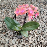 Carica l'immagine nel visualizzatore Galleria, Phalaenopsis Dusty Belle