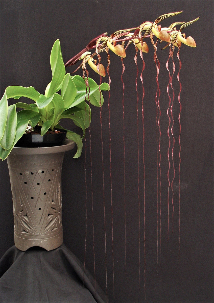 Paphiopedilum sanderianum x sib (J4 x J3) – Giulio Celandroni Orchidee