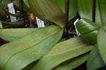 Load image into Gallery viewer, Phalaenopsis Yaphon Pink Lady (Jiaho's Pink Girl 'Sweet Fragrance' x mannii 'Black')