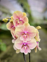 Carica l'immagine nel visualizzatore Galleria, Phalaenopsis Orange Comet