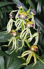 Carica l'immagine nel visualizzatore Galleria, Encyclia cochleata