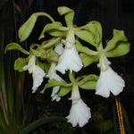 Carica l'immagine nel visualizzatore Galleria, Encyclia cordigera f. alba