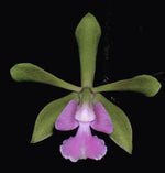 Carica l'immagine nel visualizzatore Galleria, Epidendrum floribundum x Enc. cordigera