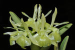 Carica l'immagine nel visualizzatore Galleria, Epidendrum difforme