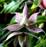 Carica l'immagine nel visualizzatore Galleria, Epidendrum garcianum (ex. Encyclia garciana)