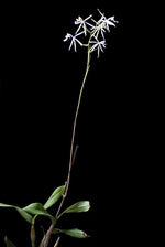 Carica l'immagine nel visualizzatore Galleria, Epidendrum viviparum