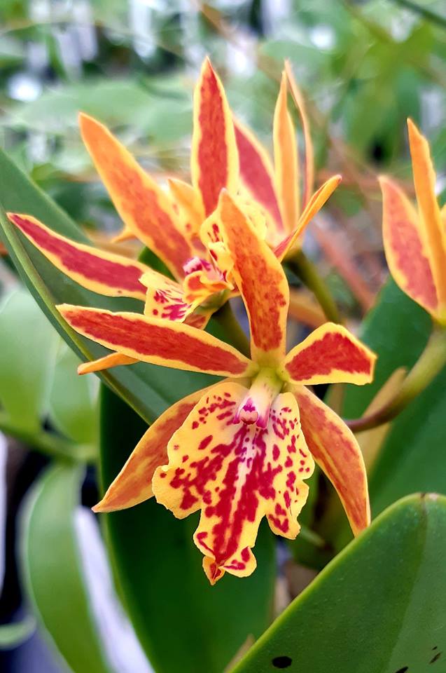 Epicatanthe Hsiang Yu Gold Coast (Ctt. Oliver x Epi. stamfordianum