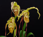 Load image into Gallery viewer, Large Phragmipedium (longifolium x caudatum)