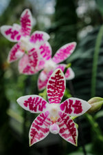 Chargez l'image dans la visionneuse de galerie, Phalaenopsis Double Shot ((amabilis x tetraspis #C1) x tetraspis #C1)