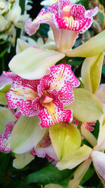 Carica l'immagine nel visualizzatore Galleria, Cymbidium Isle Flamingo