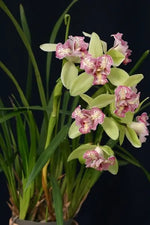 Carica l'immagine nel visualizzatore Galleria, Cymbidium Isle Flamingo