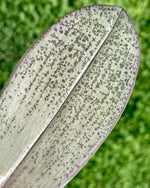 Carica l'immagine nel visualizzatore Galleria, Phalaenopsis Bronze Maiden x schilleriana