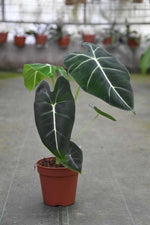 Carica l'immagine nel visualizzatore Galleria, Alocasia micholitziana 'Frydek'