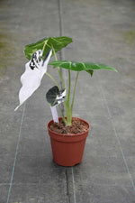 Carica l'immagine nel visualizzatore Galleria, Alocasia micholitziana 'Frydek' variegata