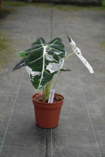 Carica l'immagine nel visualizzatore Galleria, Alocasia micholitziana 'Frydek' variegata