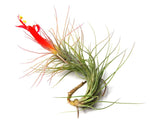 Carica l'immagine nel visualizzatore Galleria, Tillandsia funckiana
