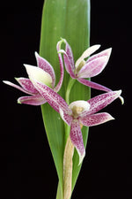 Carica l'immagine nel visualizzatore Galleria, Epidendrum garcianum (ex. Encyclia garciana)