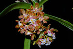 Carica l'immagine nel visualizzatore Galleria, Gastrochilus acutifolius