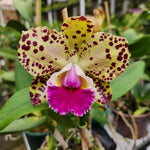 Carica l'immagine nel visualizzatore Galleria, Rhyncholaeliocattleya Durigan 'Gemini' - Br Orquidea