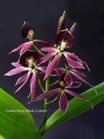 Carica l'immagine nel visualizzatore Galleria, Guarechea Black Comet (Guarechea Miva Etoile Noire × Prosthechea cochleata)