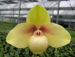 Chargez l'image dans la visionneuse de galerie, Paphiopedilum hangianum