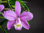 Carica l'immagine nel visualizzatore Galleria, Cattleya harrisoniana
