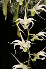 Carica l'immagine nel visualizzatore Galleria, Erasanthe (syn. Aeranthes) henrici x ramosa