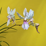 Carica l'immagine nel visualizzatore Galleria, Holcoglossum Buxheim (lingulatum x kimballianum)