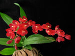 Carica l'immagine nel visualizzatore Galleria, OFFERTA CYMBIDIUM