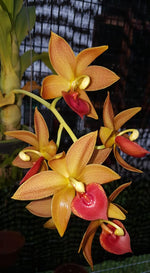 Carica l'immagine nel visualizzatore Galleria, Cycnodes Jumbo Mickey