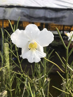 Carica l'immagine nel visualizzatore Galleria, Papilionanthe Poepoe 'Diana' (Papilionanthe teres x Papilionanthe Cooperi)