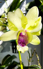 Carica l'immagine nel visualizzatore Galleria, Dendrobium Dragon Eye