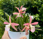 Chargez l'image dans la visionneuse de galerie, Brassocattleya Clear Stars (Brassavola nodosa × Cattleya Hsinying Pub)